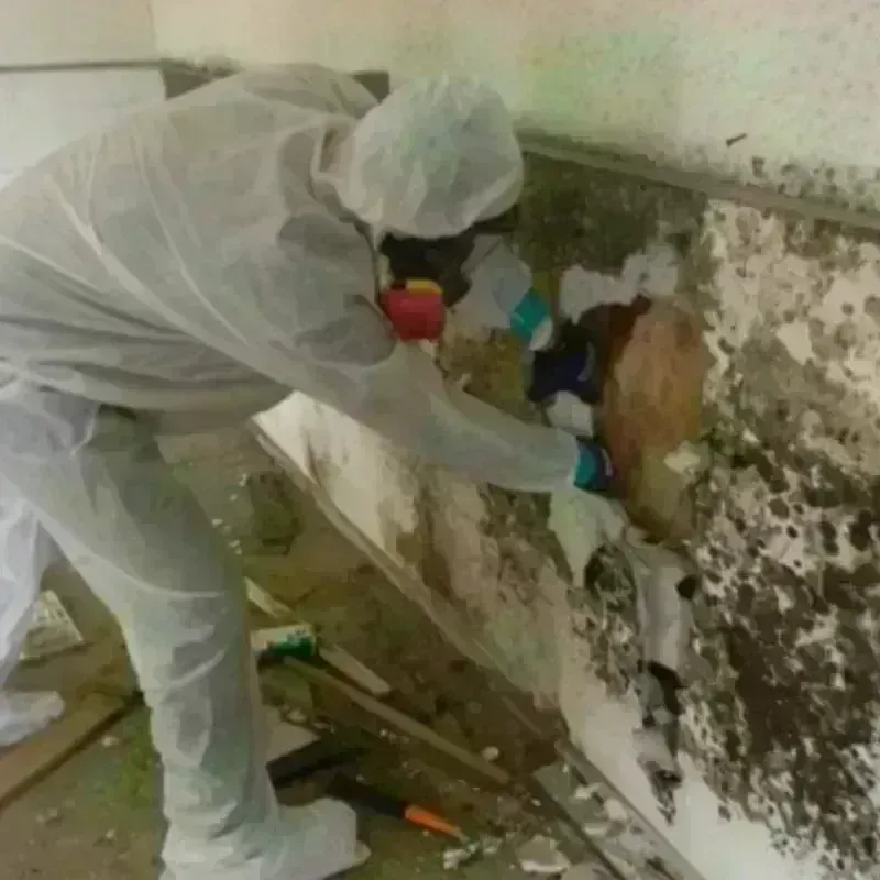 Mold Remediation and Removal in Columbus, KS